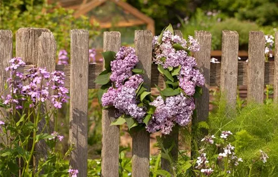 Schick eingerahmt: Gartenzäune sind nicht nur nützlich sondern auch schön Schick eingerahmt: Gartenzäune sind nicht nur nützlich sondern auch schön