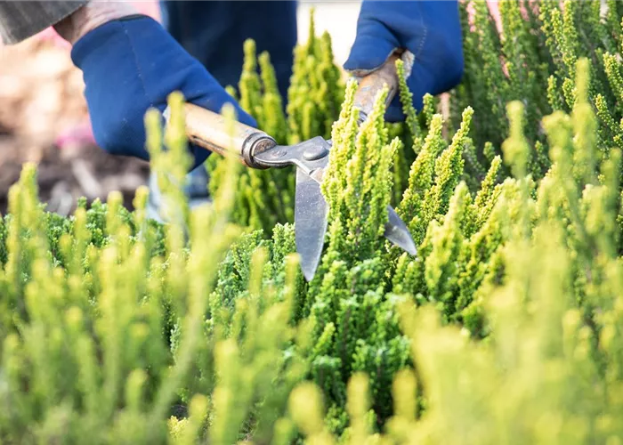 Für die Gesundheit – Rückschnitt im Frühling