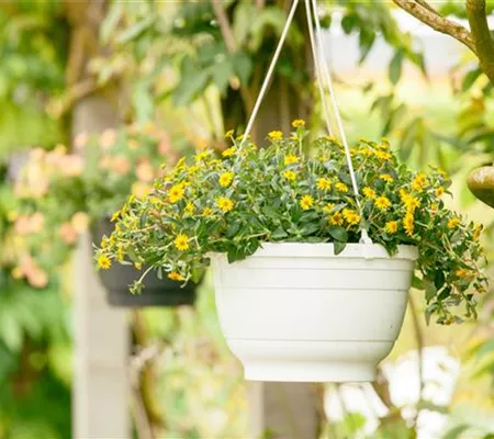 Ein Husarenknopf für den sommerlichen Balkon Ein Husarenknopf für den sommerlichen Balkon