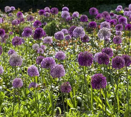 Sommerurlaub für Blumenzwiebeln und Knollen