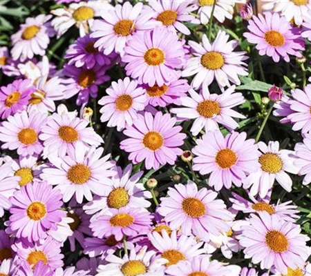 Das richtige Blumenbeet: eine Frage des Geschmacks Das richtige Blumenbeet: eine Frage des Geschmacks