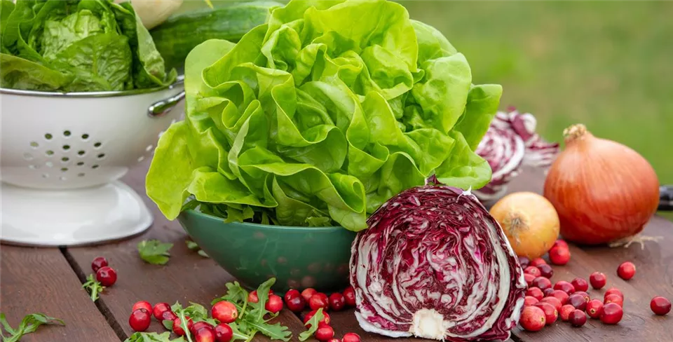 Salat, Kohl und Co. Salat, Kohl und Co.