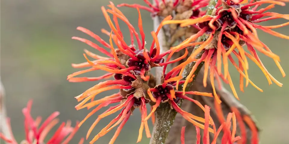 Hamamelis x intermedia 'Twilight' Hamamelis x intermedia 'Twilight'