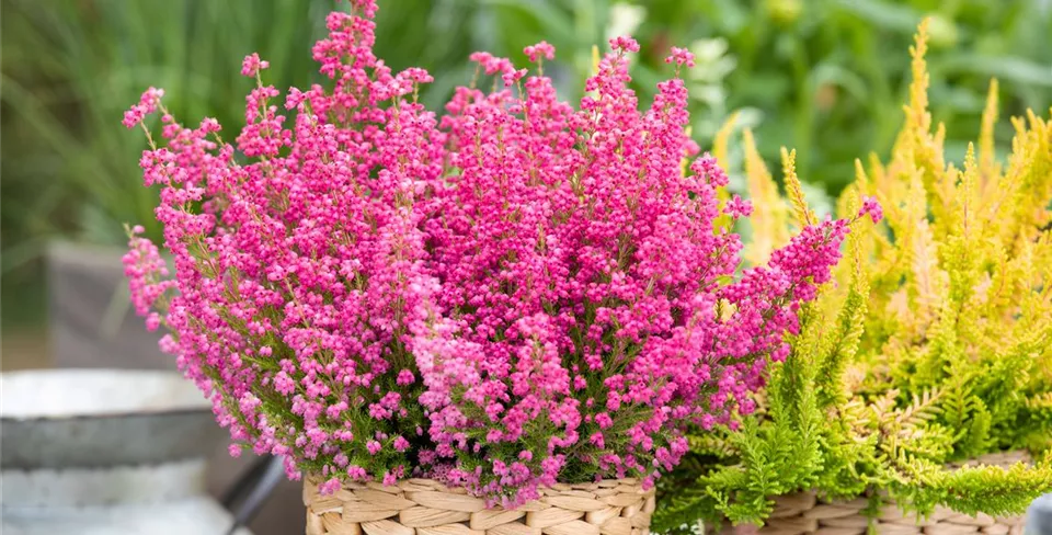 Erica gracilis, rot Erica gracilis, rot