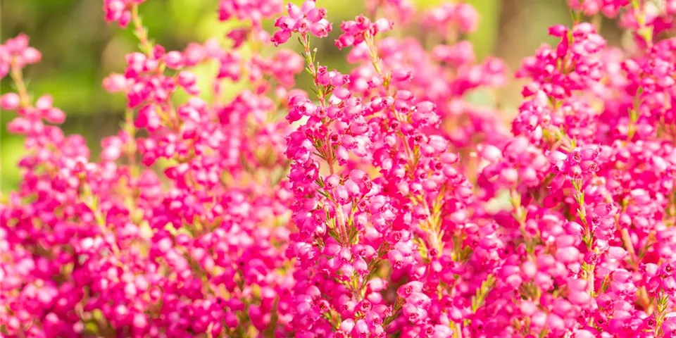 Erica gracilis, pink Erica gracilis, pink