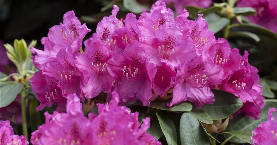 Rhododendron williamsianum 'August Lamken' Rhododendron williamsianum 'August Lamken'