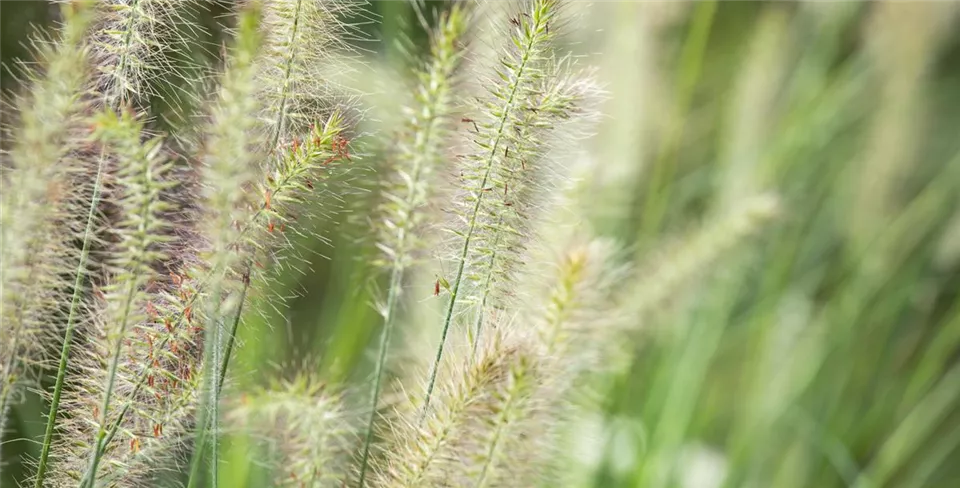Pennisetum alopecuroides 'Hameln' Pennisetum alopecuroides 'Hameln'
