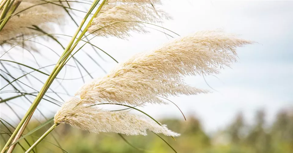 Cortaderia selloana Cortaderia selloana