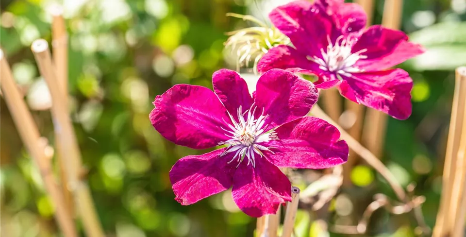 Clematis 'Rouge Cardinal' Clematis 'Rouge Cardinal'