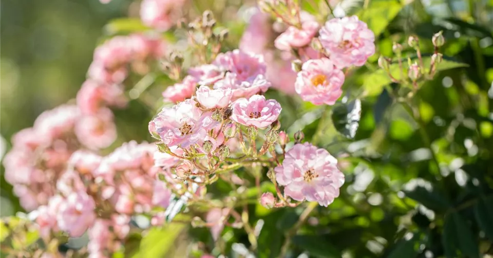 Rosa 'Kleine Luisa' Rosa 'Kleine Luisa'