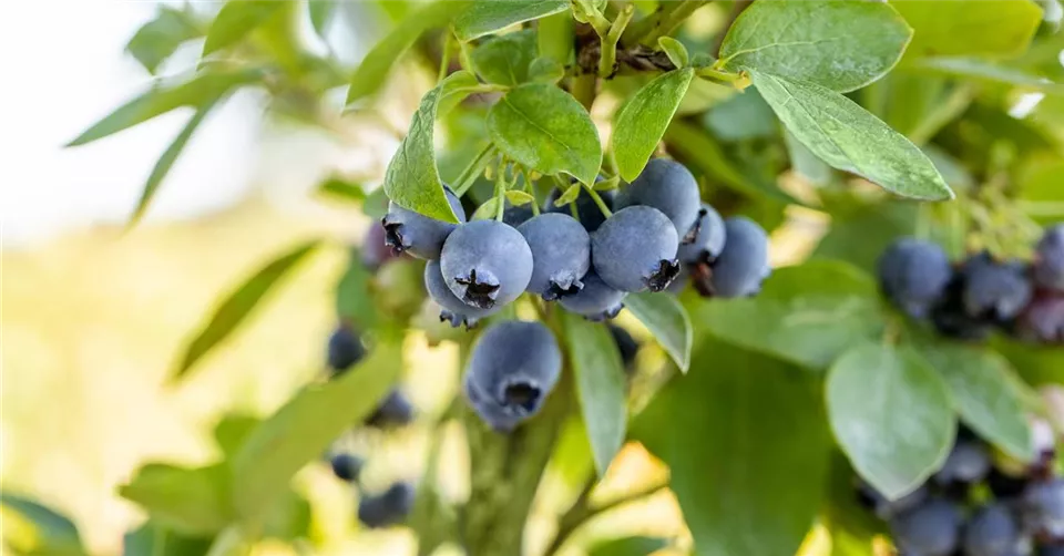 Vaccinium corymbosum 'Blue Jay' Vaccinium corymbosum 'Blue Jay'