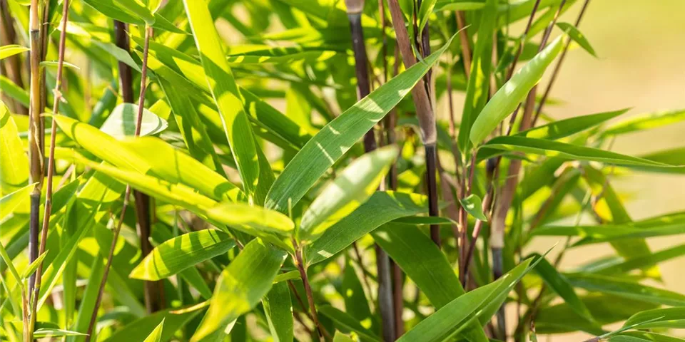 Fargesia nitida 'Black Pearl' Fargesia nitida 'Black Pearl'