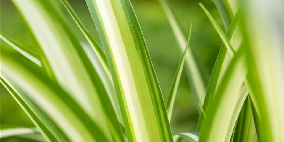 Chlorophytum Chlorophytum