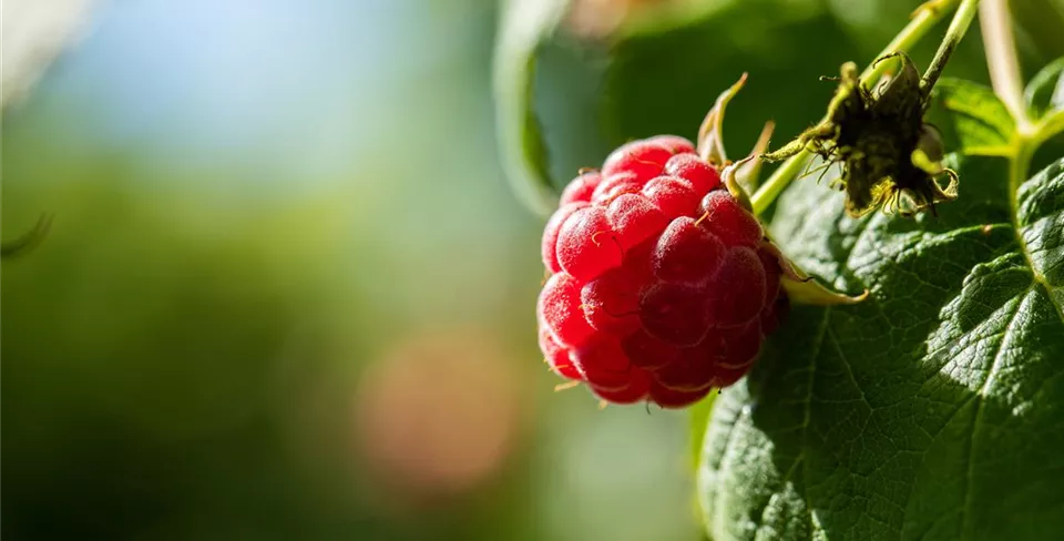 Rubus idaeus Rubus idaeus