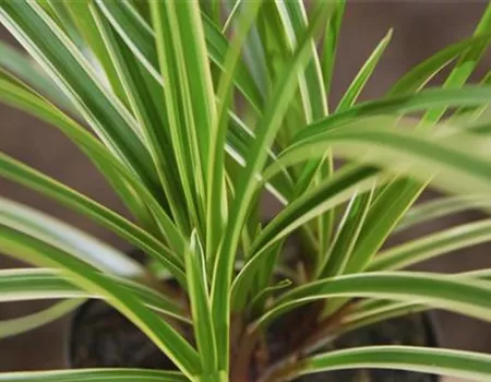 Japansegge - Einpflanzen im Garten Japansegge - Einpflanzen im Garten