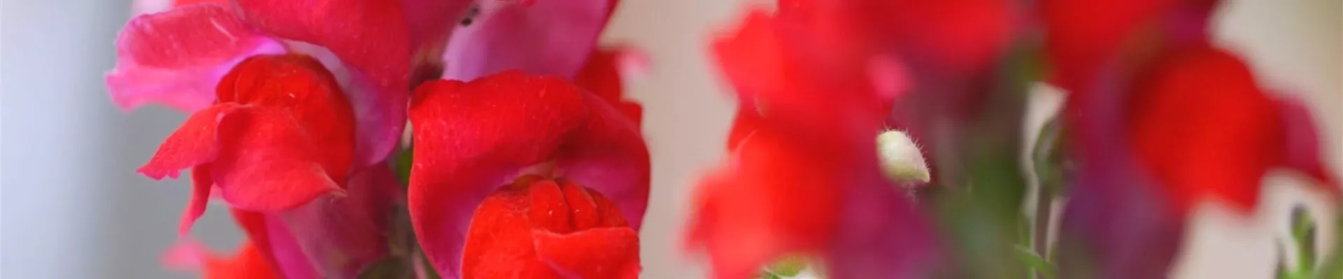 Löwenmaul - Einpflanzen im Garten (Thumbnail).jpg