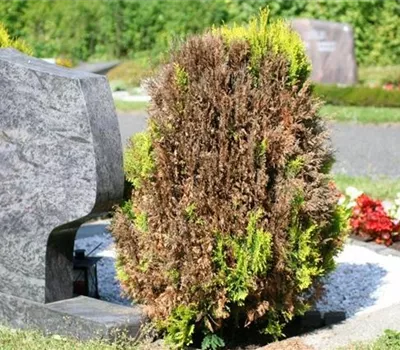 Absterbeerscheinungen an Scheinzypressen